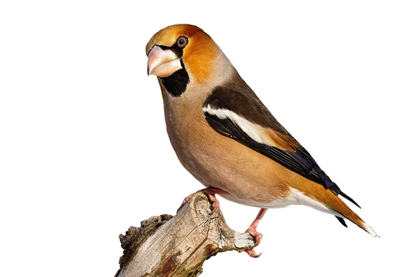 Side view of garden bird hawfinch sitting on branch in winter isolated on white — Stock Photo, Image