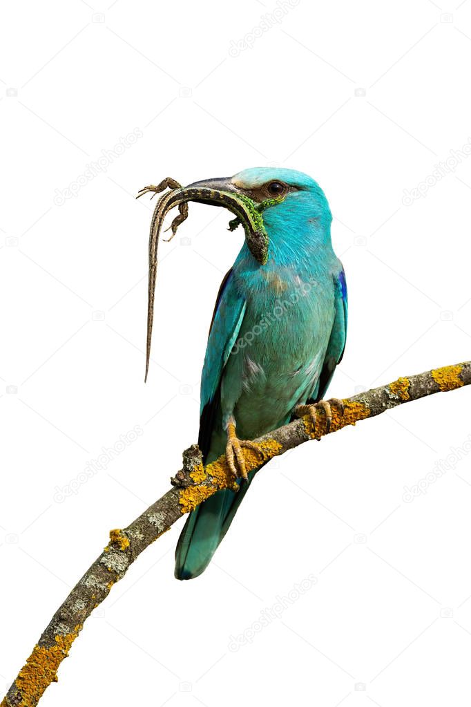 Front view of european roller sitting on perch holding lizard isolated on white