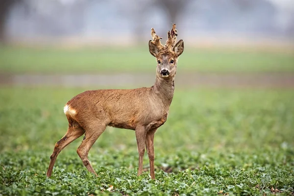 Roe deer, capreolus capreolus, buck with big antlers covered in velvet. — Stock Photo, Image