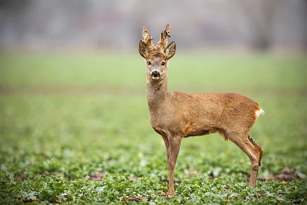 Roe deer, capreolus capreolus, buck with big antlers covered in velvet standing. — Stock Photo, Image