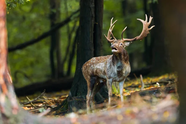 Dovhjorts hjort rytande på sitt territorium i skogen i spårbildning säsong. — Stockfoto