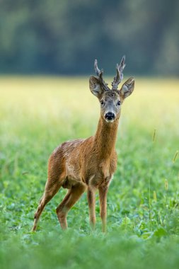 Strong roe deer buck with big antlers facing camera on green field in summer clipart