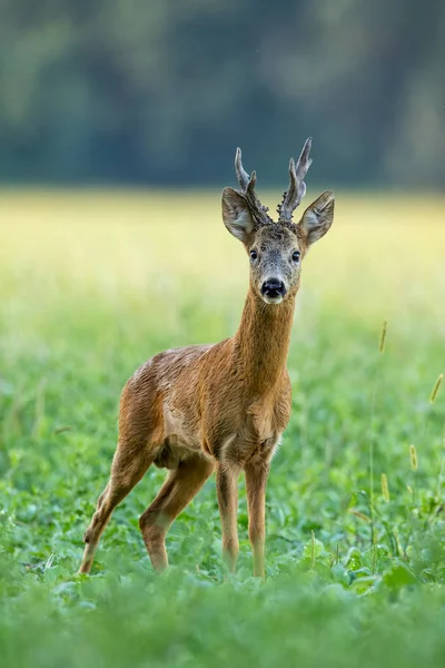 Strong roe deer buck with big antlers facing camera on green field in summer — Stock Photo, Image