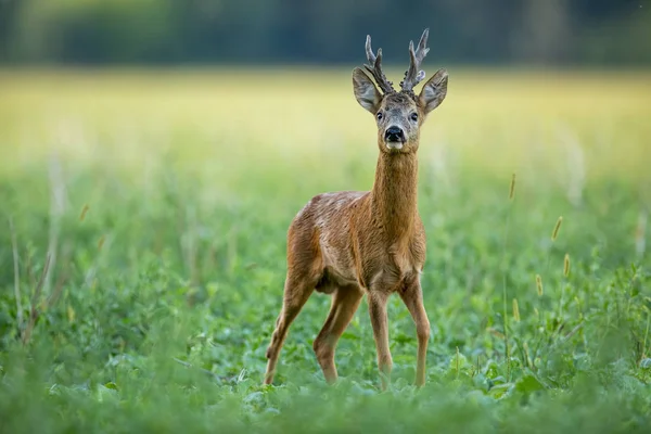 Dominant roe deer buck with massive antlers sniffing on a green field in summer — Stock Photo, Image