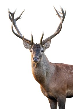 Close-up red deer stag head with antlers in summer isolated on white background clipart
