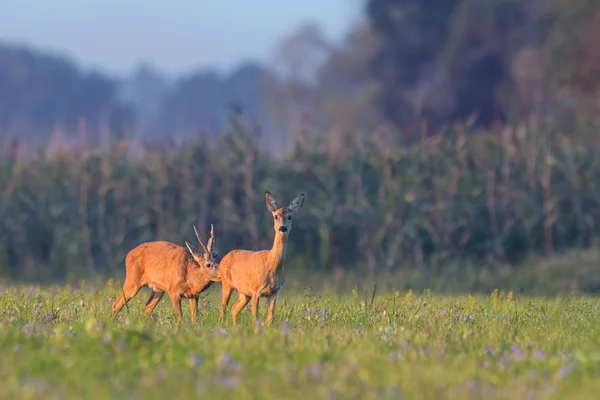 Europejski Roe Deer mężczyzna wąchania kobiet na łące w lecie. — Zdjęcie stockowe