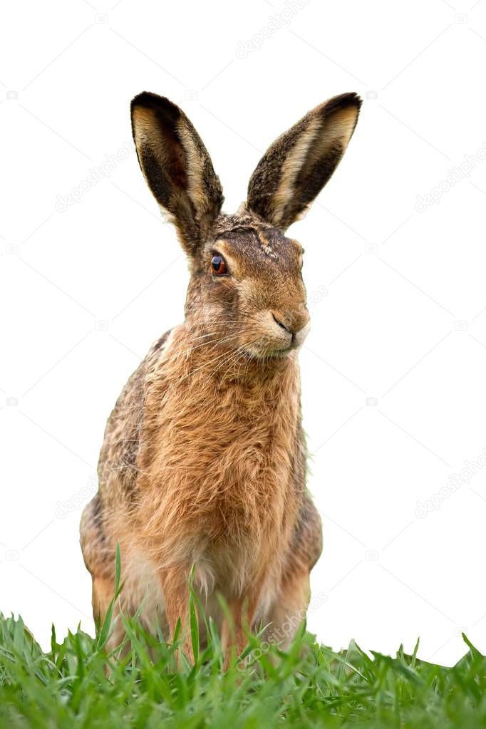 European brown hare, lepus europaeus in summer on green grass isolated on white.