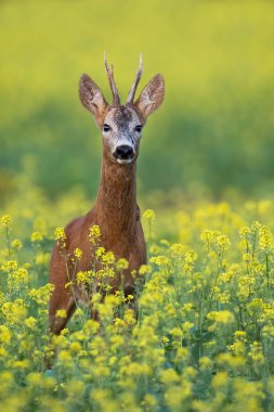 Roe deer buck standing on a flowery rape field with yellow flowers in summer clipart