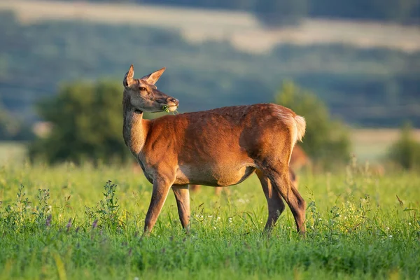 Gün batımında ilkbaharda sakin bir atmosferde arkaya bakan kırmızı geyik arka. — Stok fotoğraf