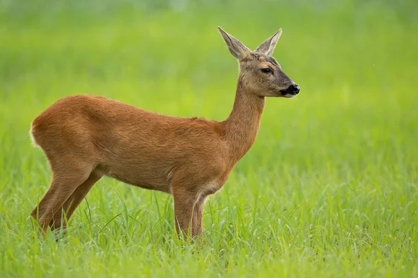Ciervo ciervo en verano de pie en un prado con hierba verde mirando hacia otro lado — Foto de Stock