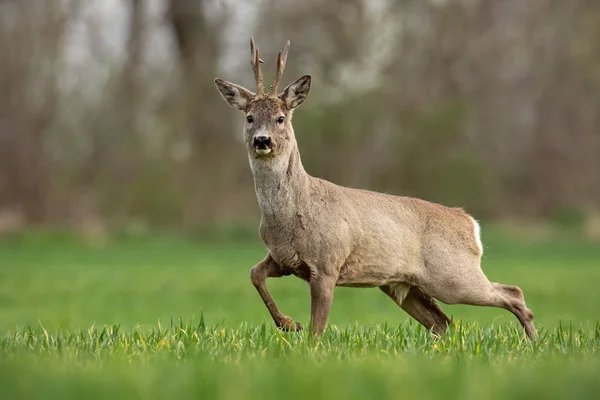 Roe deer, capreolus capreolus, buck in spring walking on a filed, — Stock Photo, Image