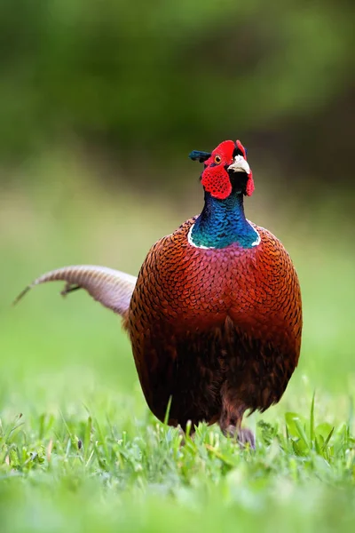 Fagiano comune maschio che cammina su un prato verde con erba corta in primavera — Foto Stock