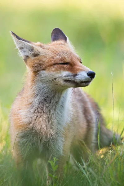 Cheerful red fox sniffing with snout up and eyes closed enjoying summer day