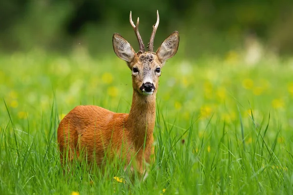 Rådjur Buck med horn mot kameran stående i färskt grönt gräs på sommaren — Stockfoto