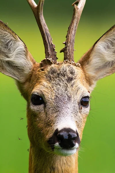 Troupeau de moustiques piquant du chevreuil bouc dans la nature en été . — Photo