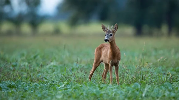 Young roe deer buck standing on a agricultural field at dusk in summer. — Stock Photo, Image