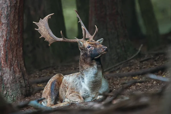 Fallow deer stag lying on the ground in dark forrest with head up high. — Stock Photo, Image