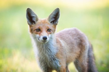 İlkbaharda vahşi doğada kızıl tilki başının yakın çekim.