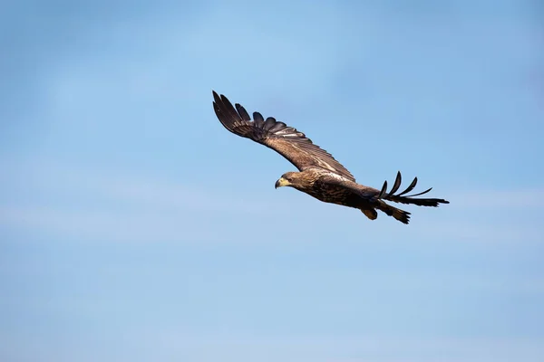 Águila de cola blanca juvenil volando contra el cielo azul al amanecer . —  Fotos de Stock