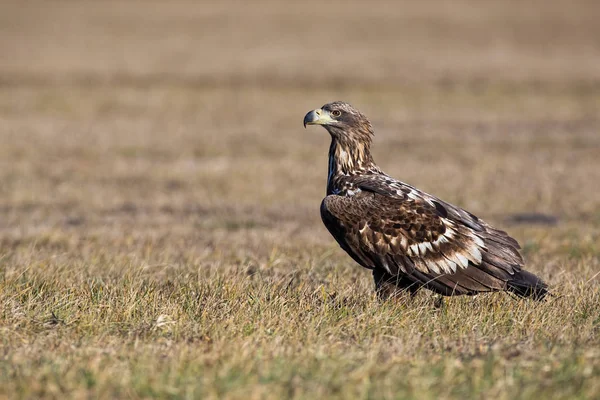 Jonge witstaart adelaar zittend op de grond bij zonsopgang in de winter. — Stockfoto