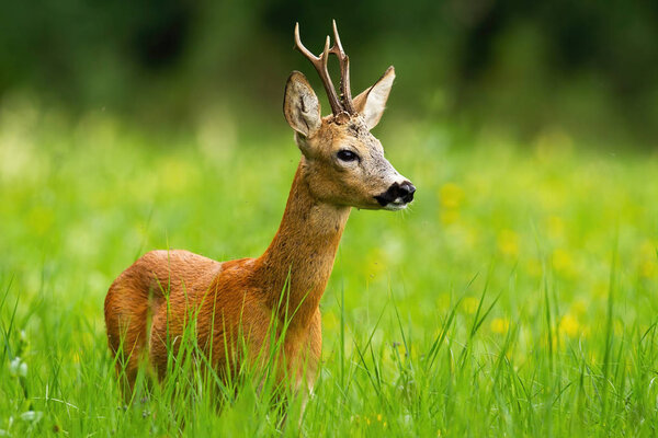 Roe deer buck with antlers looking away standing in fresh green grass in summer
