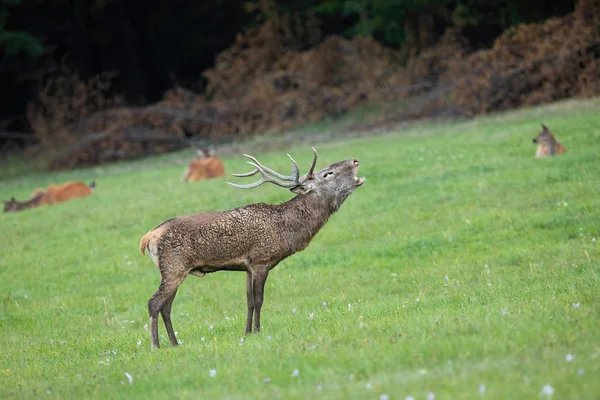 Cerf rouge rugissant sur une prairie en rut saison avec troupeau en arrière-plan — Photo