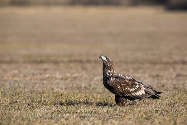 Jonge witstaart adelaar zittend op een weide met droog gras in de winter. — Stockfoto