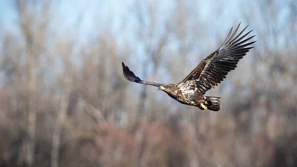 Aigle à queue blanche juvénile volant avec une forêt floue en arrière-plan — Photo