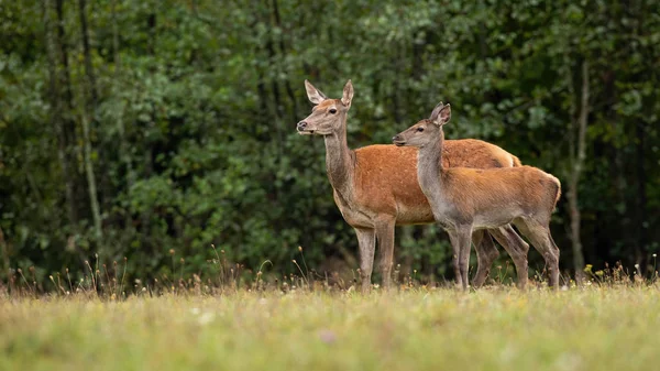 Söt kronhjort i naturen ser undan med kopia utrymme — Stockfoto