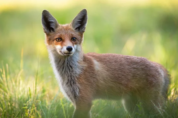 Dziki ostrzegał Fox stoi aparat z uszami zorientowane do przodu słuchania intensywnie. — Zdjęcie stockowe