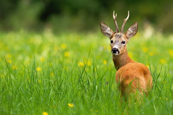 Ciervo de corzo mirando hacia atrás en un prado verde con flores amarillas en verano . — Foto de Stock