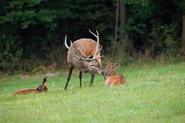 Cerf rouge cerf et biche baisers dans la nature sauvage avec espace de copie — Photo
