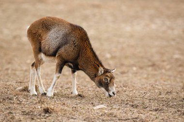 Mouflon, ovis musimon, kopya alanı ile kışın beslenen dişi yetişkin koyun.