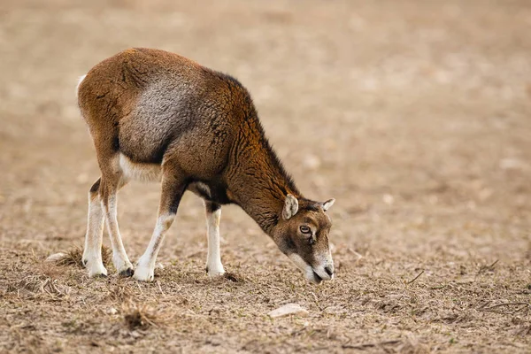 Muflon, Ovis musimon, télen felnőtt juh etetése, másolási tér. — Stock Fotó