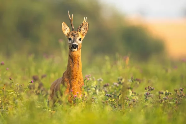 Roe deer buck with antlers standing alerted on a meadow at sunrise in summer — Stock Photo, Image