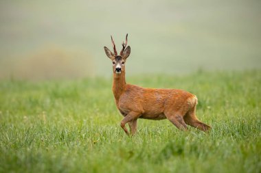 Roe deer, capreolus capreolus, buck watching alerted with leg lifted clipart