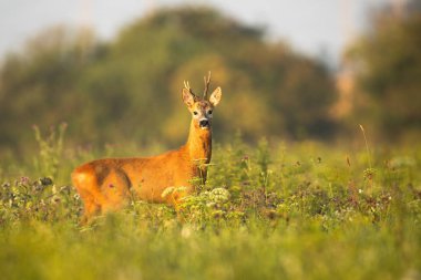 Bir çayırda uyarılan asimetrik boynuzları ile Karaca buck