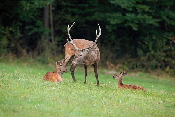 Grupo de ciervos rojos relajándose en un prado en verano —  Fotos de Stock