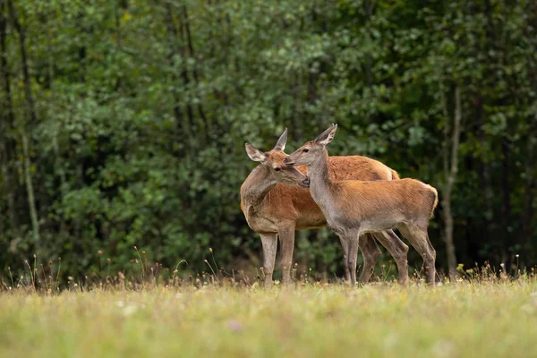 Red deer hind mother sniffing its fawn in summer on a meadow