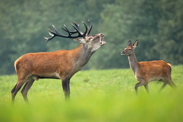 Kırmızı geyik geyik rutting sezonunda kükreyen ve arkasında yürüyüş — Stok fotoğraf