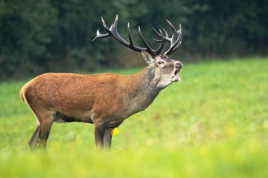 Kırmızı geyik geyik rutting sezonunda yeşil bir çayır üzerinde kükreyen ile
