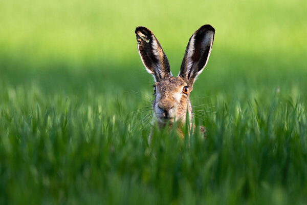 Close-up of brown hare, lepus europaeus, peeking out from green grass in nature