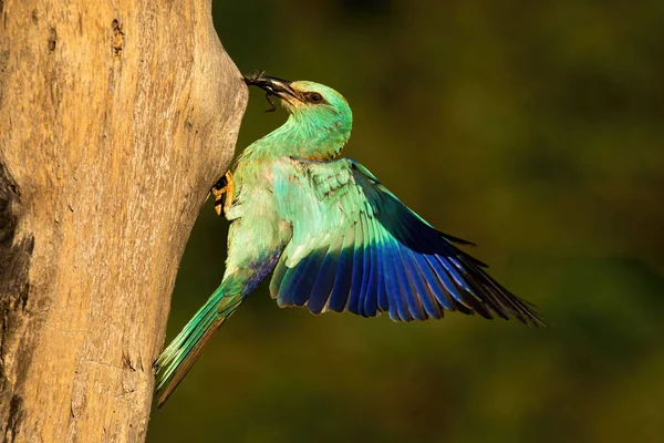 Europese roller Holding kikker in snavel en landing op nest om jonge te voeden. — Stockfoto