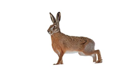 European brown hare isolated on white background clipart