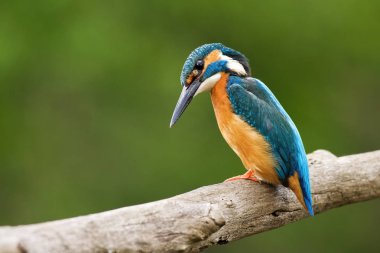 Ortak kingfisher, alcedo atthis, merakla aşağı bakıyor. 
