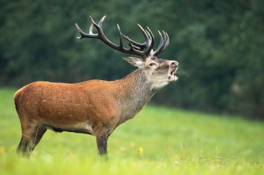 Red deer stag with massive dark antlers roaring in rutting season clipart