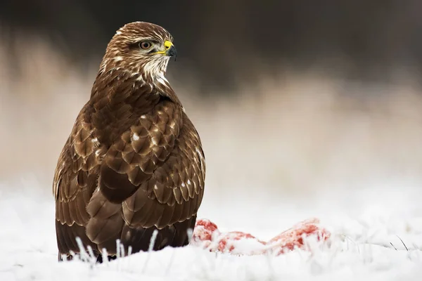 Common buzzard seated on the ground in wintertime looking around — Stock Photo, Image