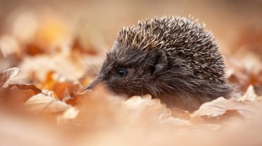 Avrupa kirpisi, erinaceus europaeus, sonbahar ormanlarını kokluyor