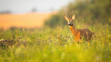 Asimetrik boynuzlu Roe geyiği yazın fotokopi uzayıyla yan yana bakar.