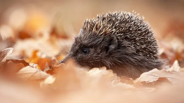 Evropský ježek, erinaceus europaeus, čichání v podzimním lese — Stock fotografie